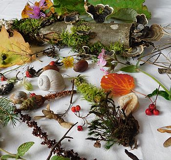 Naturmaterialien Foto: Ingrid Nolting verschiedene Materialien aus der Natur sind auf einem Tuch ausgebreitet: Schneckenhaus, Äste, Bllätter, Blumen, Moos, Flechten